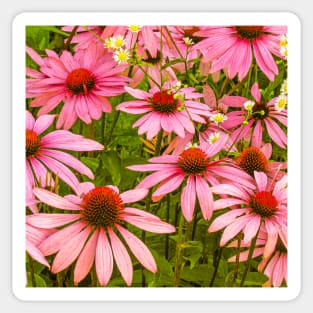 Echinacea Patch flower photography Sticker